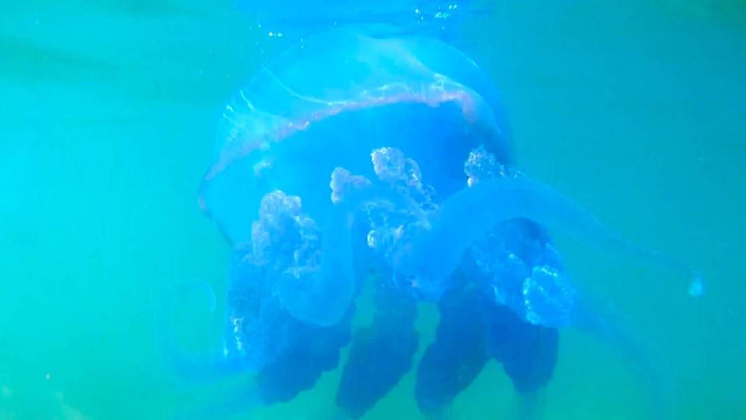 O ilimizde 'istila' sürüyor! Bütün kıyıyı ele geçirdiler, bu yıl çok artış var 12